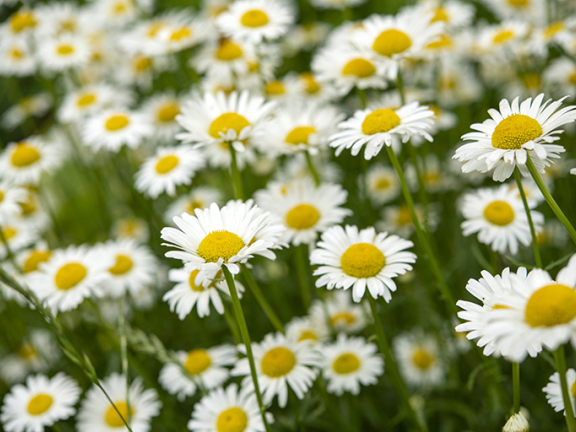 Closeup of a field of daisies
