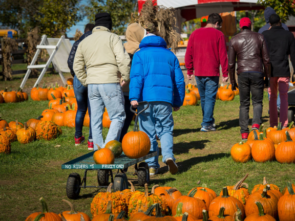 a group of people pulling along a pumpkin cart